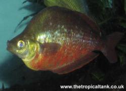 Picture of mature Red Rainbow