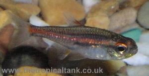 Picture of Glowlight Tetra