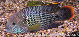 Picture of Green Terror, adult