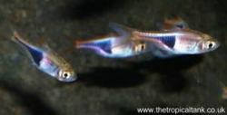 Picture of Harlequin Rasboras