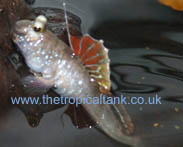 Picture of Indian Mudskipper, Periophthalmus novemradiatus - male