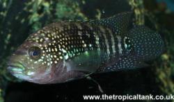 Picture of Jack Dempsey cichlid