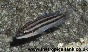 Picture of Julidochromis dickfeldi