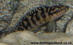 Picture of Julidochromis sp. Gombi