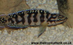 Picture of Julidochromis sp. Gombi