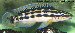 Picture of Julidochromis ornatus