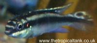 Picture of Kribensis/purple cichlid