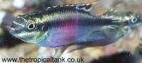 Picture of Kribensis/purple cichlid
