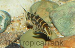 Picture of Polka Dot Loach, Botia kubotai