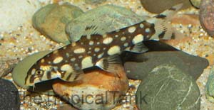 Picture of Polka Dot Loach, Botia kubotai