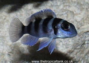 Picture of Neoamprologus tretocephalus