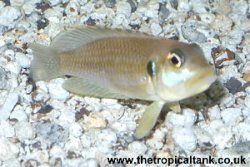 Picture of Lamprologus ocellatus