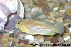 Picture of Lamprologus ocellatus Gold