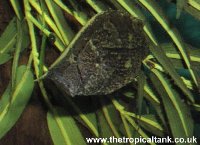Picture of Leaf fish
