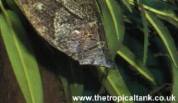Picture of Leaf Fish