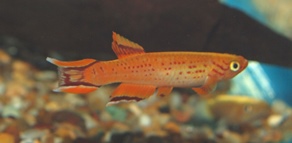 Picture of Cape Lopez Lyretail Killifish
