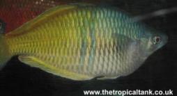 Picture of Boeseman's Rainbow