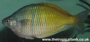 Picture of Boeseman's Rainbow