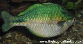 Picture of mature Lake Kutubu Rainbow