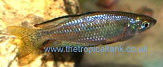 Picture of Red-Striped Rainbowfish
