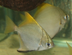 Mono, Monodactylus argenteus, semi-adult