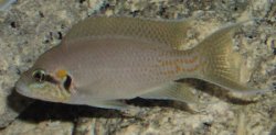 Picture of Neolamprologus brichardi