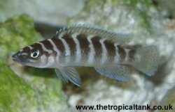 Picture of Neolamprologus cylindricus