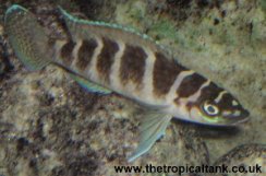 Picture of Neolamprologus cylindricus