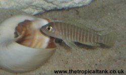 Picture of Lamprologus multifasciatus