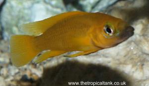 Picture of Neolamprologus leleupi