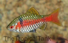 Picture of Odessa barb, Pethia padamya
