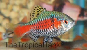 Picture of Odessa barb, Pethia padamya