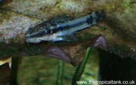 Picture of Otocinclus catfish