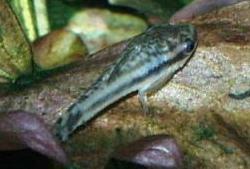 Picture of Otocinclus catfish