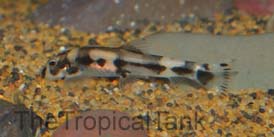 Picture of Panda Loach, Yaoshania pachychilus
