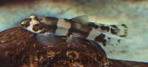 Picture of Panda Loach, Yaoshania pachychilus