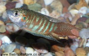 Picture of Paradise fish