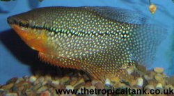 Picture of Pearl gourami, male