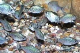 Picture of young Red-Bellied Piranha