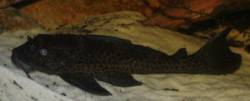 Picture of Common Pleco