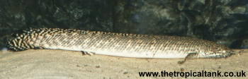 Picture of Ornate bichir
