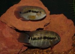 Picture of Port cichlids