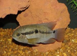 Picture of Port cichlid