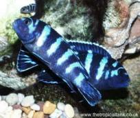 Picture of Pseudotropheus demasoni, with young in background