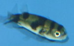 Young South American Puffer