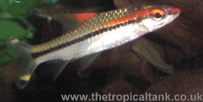 Picture of Red Line Torpedo barb