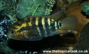 Picture of Rainbow cichlid