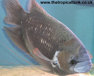 Picture of Giant red fin gourami, adult