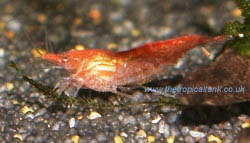 Picture of Red Cherry Shrimp