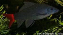 Picture of Red tailed black shark